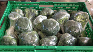 coltivazione di broccoli